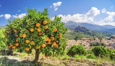 Orange tree with many ripe fruits in a Mediterranean landscape AI generated, AI generated