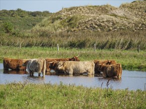 Groups of cows standing in the water, surrounded by a green meadow and hills on a sunny day, many