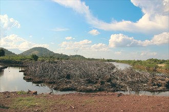 Wide view of the barren mangrove swamp landscape with heaps of dead trees during a prolonged summer