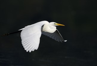 Flying great egret (Casmerodius albus), Lower Rhine, North Rhine-Westphalia, Germany, Europe