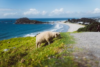 Sheep grazing with a paradisiacal view of the beach and the sea with the city of Tauranga in the