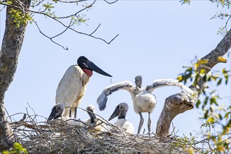 Jabiru (Jabiru mycteria) Pantanal Brazil