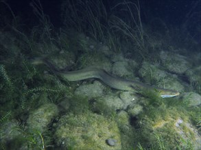 A long European eel (Anguilla anguilla) meanders through underwater grass near the stony river