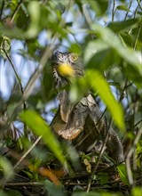 Green iguana (Iguana iguana) between leaves, Tortuguero National Park, Costa Rica, Central America