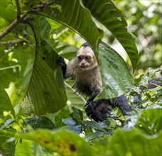 White-headed capuchin (Cebus imitator) looking out from between leaves, Tortuguero National Park,