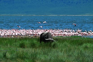 African Buffalo (Syncerus caffer) and Lesser flamingos (Phoeniconaias minor), Ngorongoro Crater,