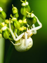 Flower Crab Spider, Misumena, spider on white folwers