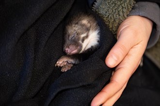 Beech marten (Martes foina), practical animal welfare, young animal sleeping on hand in a wildlife