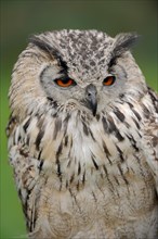 Bengal Eagle Owl (Bubo bengalensis, Bubo bubo bengalensis), captive, occurrence in Asia