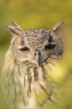 Bengal Eagle Owl (Bubo bengalensis, Bubo bubo bengalensis), captive, occurrence in Asia