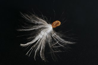 Common milkweed (Asclepias syriaca), flying seeds, ornamental plant, native to North America