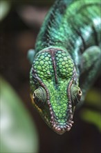 Panther Chameleon, terrarium in the Nuremberg Zoo, Nuremberg, Middle Franconia, Bavaria, Germany,