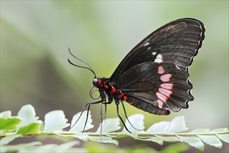 Parides butterfly or Parides butterfly (Parides iphidamas), captive, occurring in Central and South