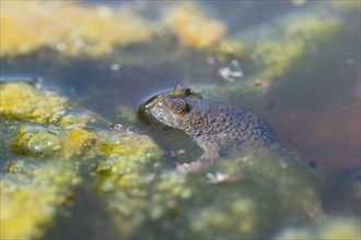 Yellow-bellied toad (Bombina variegata), among vegetation in the water, Stolberg, Germany, Europe