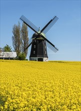 Windmill type Dutchman that was in use 1825, 1958, surrounded by blooming rapeseed fields and