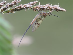 Dragonfly, rats, Styria, Austria, Europe