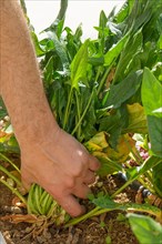 Man's arm plucking a bunch of spinach from an organic garden
