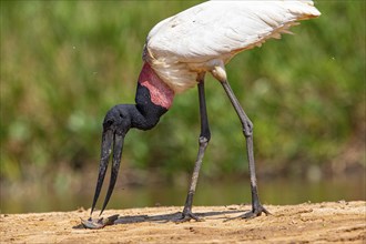 Jabiru (Jabiru mycteria) Pantanal Brazil