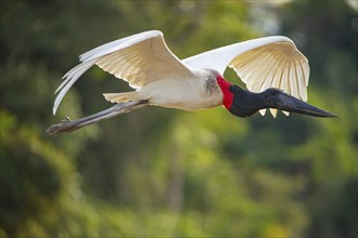 Jabiru (Jabiru mycteria) Pantanal Brazil