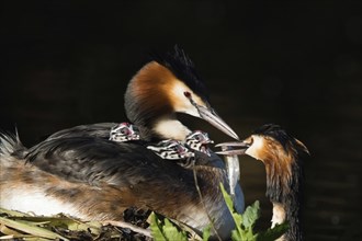 Great crested grebe (Podiceps scalloped ribbonfish) on the nest with three chicks, feeding scene,