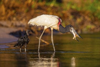 Jabiru (Jabiru mycteria) Pantanal Brazil