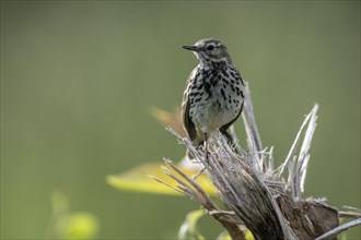 Meadow Pipit (Anthus pratensis), Emsland, Lower Saxony, Germany, Europe