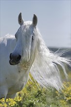 Arabian, Horse, Portrait