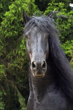 Friesian, Friesian horse