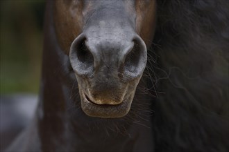 Friesian, Friesian horse