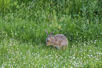 A brown hare (Lepus europaeus) sits in a green meadow surrounded by grass and wildflowers and