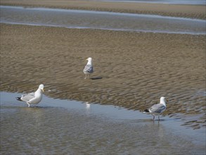 Three seagulls walking on the beach, two standing in the water, one on the sand, squabbling