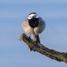 White wagtail (Motacilla alba), Lower Saxony, Germany, Europe