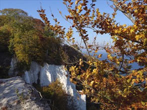 Rocky cliff with autumn trees and leaves overlooking the blue sea in a clear autumn atmosphere,