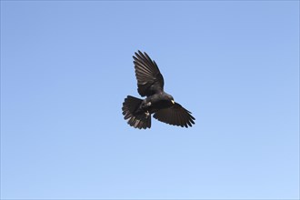 Alpine chough (Pyrrhocorax graculus) flying in the blue sky, St. Gallen, Switzerland, Europe