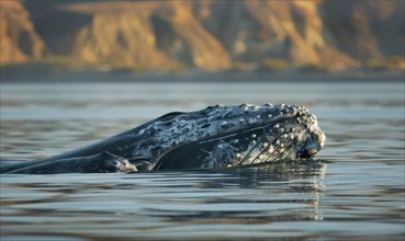 A gray whale mother gently guiding her calf through calm coastal waters AI generated