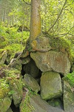 Tree takes root in a stone
