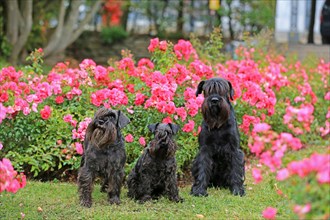 Schnauzer, middle schnauzer, stands in the rose bed