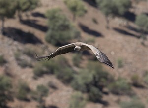 Griffon vulture (Gyps fulvus), Monfraguee National Park, Extremadura, Castilla La Mancha, Spain,