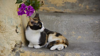Relaxed cat lying next to a flower on a staircase, near Grand Master's Palace, Knights' Town,