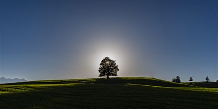 Common beech (Fagus sylvatica), in autumn at sunset, solitary tree near Rieden am Forggensee,