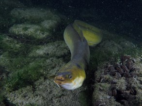 A European eel (Anguilla anguilla) encounters a diver in a nocturnal underwater scenario. Dive site