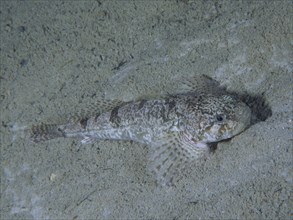 A fish, european bullhead (Cottus Gobio), which blends in perfectly with the sandy substrate with