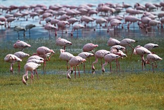 Lesser flamingos (Phoeniconaias minor), Ngorongoro Crater, Ngorongoro Conservation Area, Tanzania,