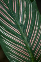 Colombian marante (Calathea ornata), detail of the leaf with pink stripes, Tortuguero National