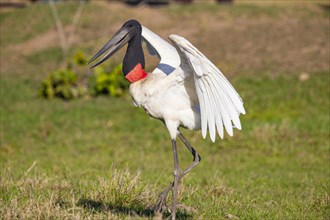 Jabiru (Jabiru mycteria) Pantanal Brazil