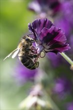 Honey bee (Apis mellifera) on cranesbill (Geranium phaeum), Emsland, Lower Saxony, Germany, Europe