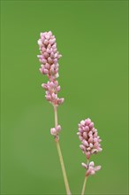 Flea knotweed or peach-leaved knotweed (Persicaria maculosa, Polygonum persicaria), false ear with