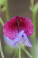 Sweet pea (Lathyrus odoratus), flower, ornamental plant, North Rhine-Westphalia, Germany, Europe