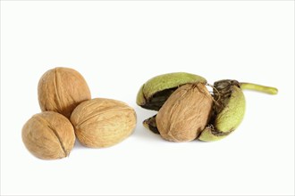 Persian walnut (Juglans regia), walnut on a white background