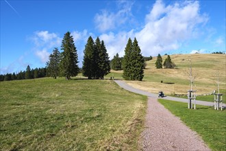 Paved path leads through a green park with trees and blue sky, Feldberg, Germany, Europe